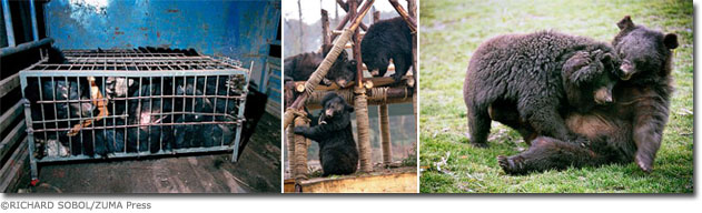 China Bear Rescue